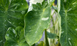 Assorted Taro (Elephant Ear)
