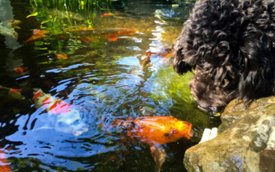 Pond & Waterfall Pump Guide
