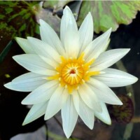 Crystal (DB) Crystal Tropical Waterlily