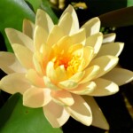 Clyde Ikins Waterlily