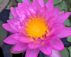 Siam Purple 2