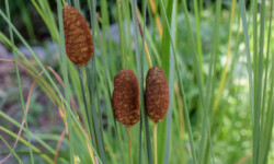 Assorted Cattails