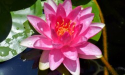 Meteor Nymphaea Meteor Hardy Waterlily