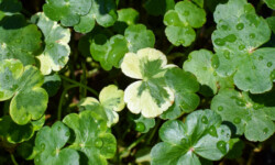 Pennywort