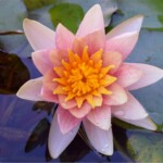 Comanche Waterlily