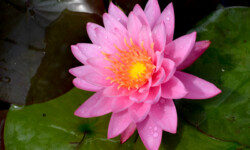Pink Sensation