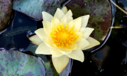 Helvola Dwarf Lily