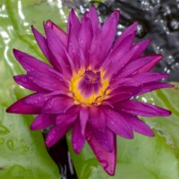 Bull's Eye (DB) Bull's Eye Tropical Waterlily