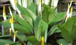 Golden Club Golden Club