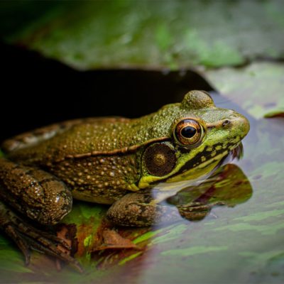 Frog low res