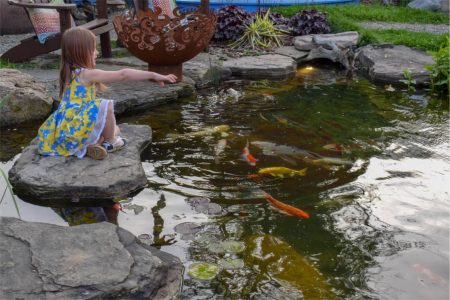 Feeding Koi Fish