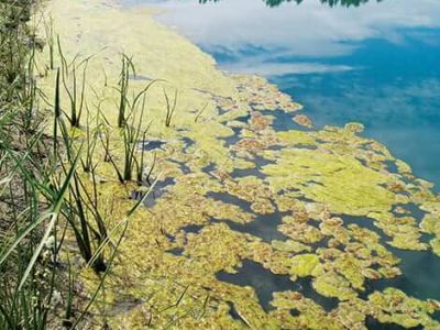 learning-center-pl-article-algae-main