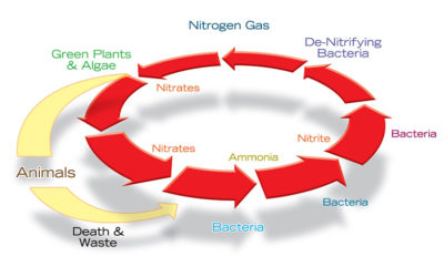 nitrogen cycle low-res